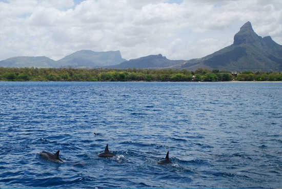 Nager avec les dauphins à l'île Maurice